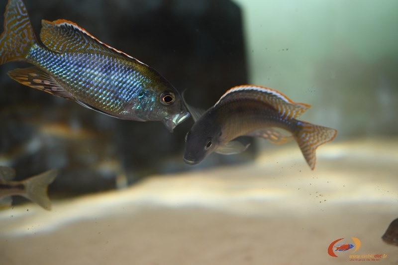 Lethrinops cf. furcifer 'Chirwa Island'